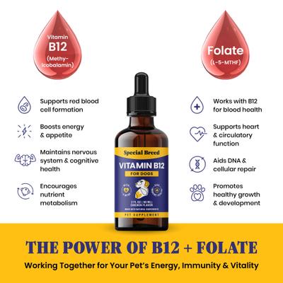 Show full view: Special Breed Vitamin B12 Chicken Flavored Liquid Dog Vitamin, 2-fl oz bottle slide 6 of 8