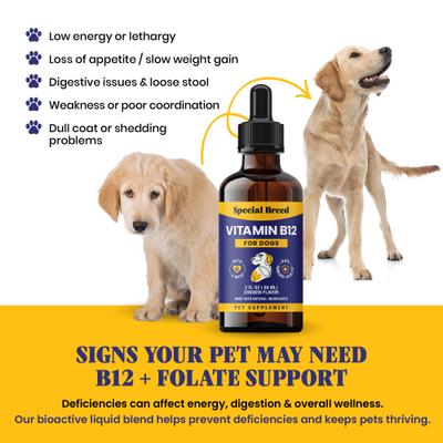 Show full view: Special Breed Vitamin B12 Chicken Flavored Liquid Dog Vitamin, 2-fl oz bottle slide 5 of 8