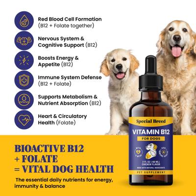 Show full view: Special Breed Vitamin B12 Chicken Flavored Liquid Dog Vitamin, 2-fl oz bottle slide 3 of 8
