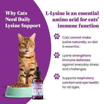 Show full view: Special Breed L-Lysine Immune Support Chicken Flavored Liquid Cat Supplement, 2-fl oz bottle slide 3 of 9