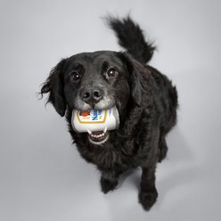 Natural Light Tough Can TPR Dog Toy slide 2 of 6