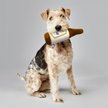 Show in main carousel: Natural Light Plush Bottle Dog Toy, 10-in slide 4 of 6