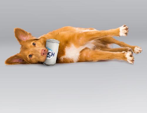 Show full view: Busch Light Tough Can TPR Dog Toy slide 5 of 8