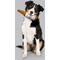 Show in main carousel: Busch Light Latex Bottle Dog Toy, 9.5-in slide 5 of 8