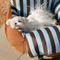 Show in main carousel: ZEZE Striped Car Seat Dog Bed slide 5 of 7