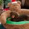 Show in main carousel: ZEZE Christmas Teddy Bear Bolster Dog & Cat Bed slide 5 of 7