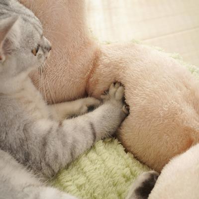 Show full view: Fairela Cactus Plush Dog & Cat Bed, Green slide 6 of 11