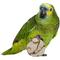Show in main carousel: Birdology Sola Atta & Sola Cabbage Bird Toy, 4 count, 2.5-in slide 2 of 6