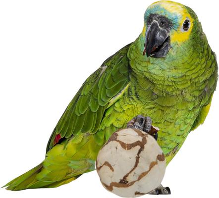 Show full view: Birdology Sola Atta & Sola Cabbage Bird Toy, 4 count, 2.5-in slide 2 of 6