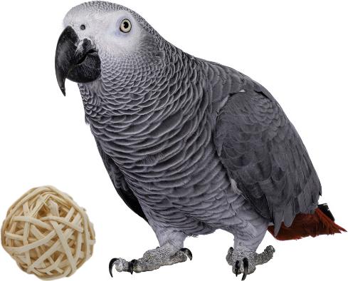 Show full view: Birdology Large Bamboo Ball Bird Toy, 2-in, 4 count slide 2 of 4
