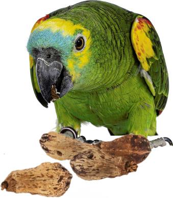 Show full view: Birdology Mohagany Pods Drilled Bird Toy, 6 count slide 2 of 3