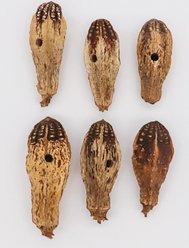 Birdology Mohagany Pods Drilled Bird Toy, 6 count