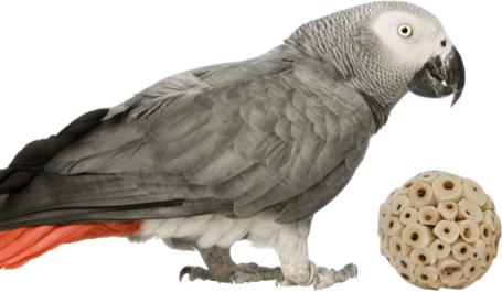 Show full view: Birdology Sola Atta & Sola Cabbage Bird Toy, 4 count, 2.5-in slide 4 of 6