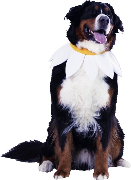 Show full view: CELEBRATIONS Daisy Flower Scrunchie Dog Costume, Medium/Large slide 3 of 4