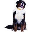 Show in main carousel: CELEBRATIONS Daisy Flower Scrunchie Dog Costume, Medium/Large slide 3 of 4
