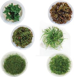 AquaZen Aquarium Live Plants, Package D: Eleocharis Acicularis 'Mini', Lilaeopsis Mauritiana, Staurogyne Repens, Juncus Repens, Alternanthera Reineckii 'Mini', Rotala Sp. H’Ra, Green, 6 TC cups
