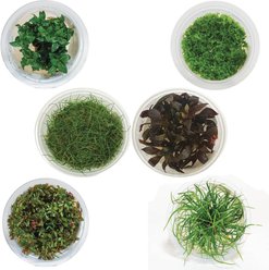 AquaZen Aquarium Live Plants, Package B: Eleocharis Acicularis 'Mini', Micranthem Sp, Staurogyne Repens, Juncus Repens, Rotala Sp. H’Ra, Alternanthera Rosaefolia, Green, 6 TC cups