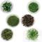 Show in main carousel: AquaZen Aquarium Live Plants, Package B: Eleocharis Acicularis 'Mini', Micranthem Sp, Staurogyne Repens, Juncus Repens, Rotala Sp. H’Ra, Alternanthera Rosaefolia, Green, 6 TC cups slide 1 of 1