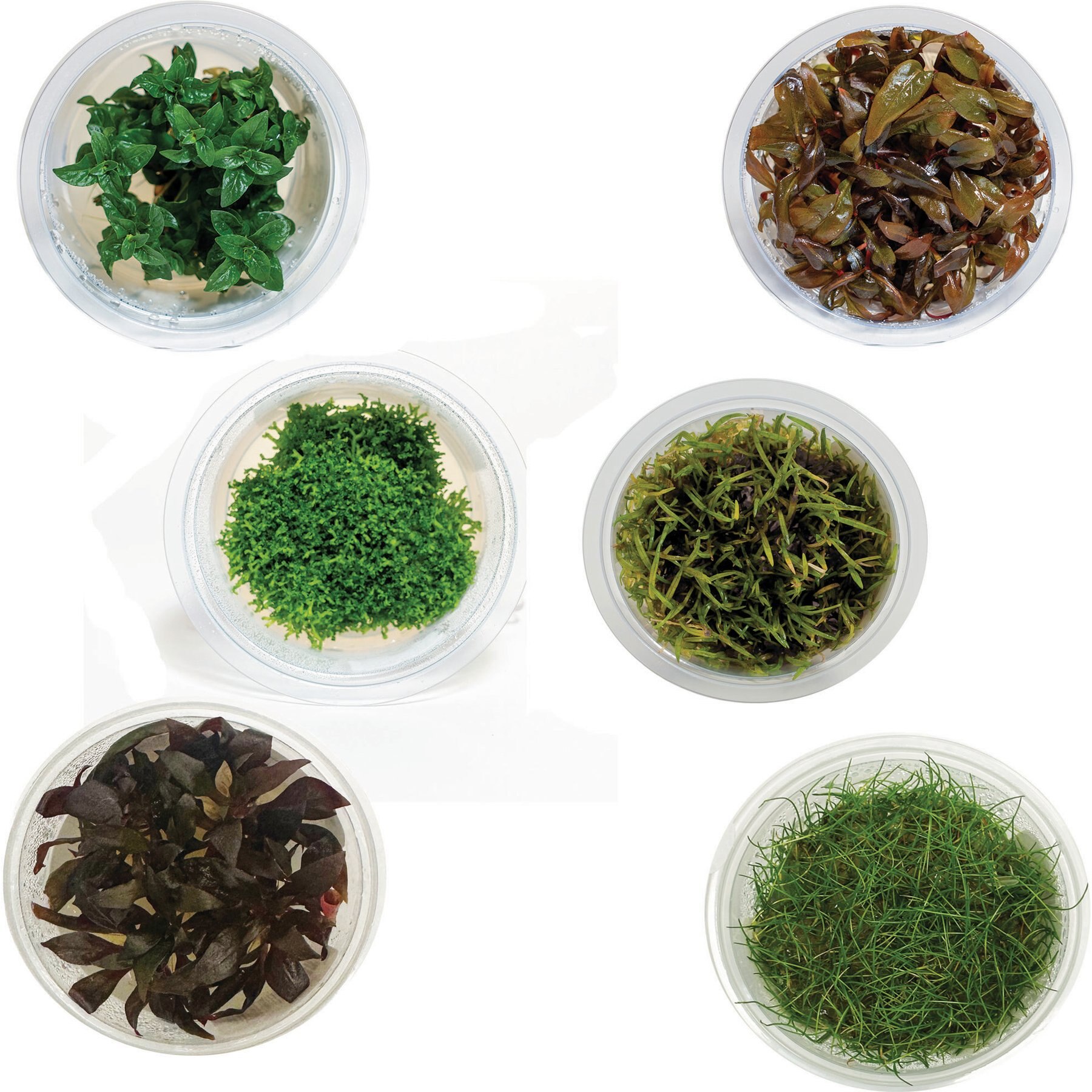 AquaZen Aquarium Live Plants, Package C: Riccia Fluitans, Lilaeopsis Brasilensis, Staurogyne Repens, Alternanthera Reineckii 'Mini', Alternanthera Rosaefolia, Eleocharis Acicularis 'Mini', Rotala Sp. H'Ra, Green, 6 Tissue Culture cups