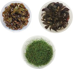 AquaZen Aquarium Live Plants, Package A: Eleocharis Acicularis 'Mini', Alternanthera Reineckii 'Mini', Alternanthera Rosaefolia, Green / Red, 3 TC cups