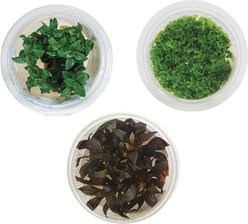AquaZen Aquarium Live Plants, Package D: Micranthem Sp, Staurogyne Repens, Alternanthera Rosaefolia, Green / Red, 3 TC cups