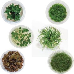 AquaZen Aquarium Live Plants, Package A: Eleocharis Acicularis 'Mini', Micranthem Sp, Hydrocotyle Verticillata, Staurogyne Repens, Juncus Repens, Alternanthera Reineckii 'Mini', Green, 6 TC cups