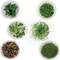 Show in main carousel: AquaZen Aquarium Live Plants, Package A: Eleocharis Acicularis 'Mini', Micranthem Sp, Hydrocotyle Verticillata, Staurogyne Repens, Juncus Repens, Alternanthera Reineckii 'Mini', Green, 6 TC cups slide 1 of 1