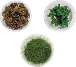 AquaZen Aquarium Live Plants, Package B: Eleocharis Acicularis 'Mini', Staurogyne Repens, Alternanthera Reineckii 'Mini', Green, 3 TC cups