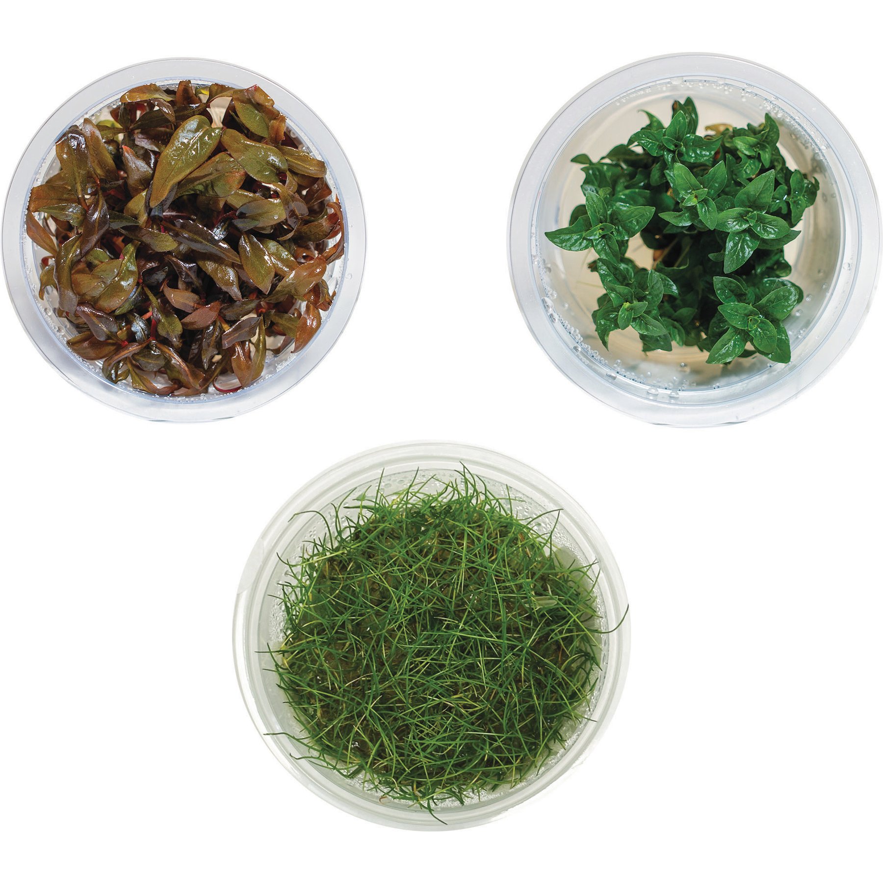 AquaZen Aquarium Live Plants, Package B: Eleocharis Acicularis 'Mini', Staurogyne Repens, Alternanthera Reineckii 'Mini', Green, 3 Tissue Culture cups