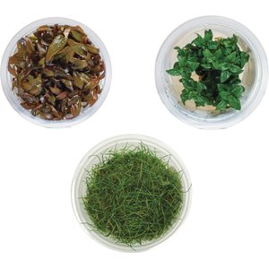 AquaZen Aquarium Live Plants, Package B: Eleocharis Acicularis 'Mini', Staurogyne Repens, Alternanthera Reineckii 'Mini', Green, 3 Tissue Culture cups