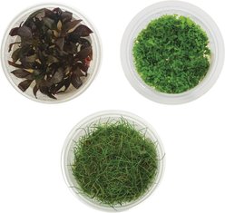 AquaZen Aquarium Live Plants, Package C: Eleocharis Acicularis 'Mini', Micranthem Sp, Alternanthera Reineckii 'Mini', Green, 3 TC cups