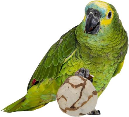 Show full view: Birdology Sola Cabbage Ball Bird Toy, 4 count slide 2 of 4