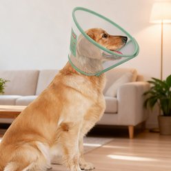 WZ PET Adjustable Dog & Cat Recovery Cone Collar, Green, X-Large