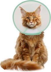 WZ PET Adjustable Dog & Cat Recovery Cone Collar, Green, Small