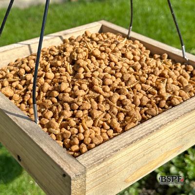 Show full view: Backyard Specialty Pet Foods Hungrybird Energy Complete Mealworm Blend Suet Bites Songbird Food, 48-oz bag slide 7 of 7