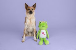 Fringe Studio Hop into My Life Plush Dog Toy slide 2 of 3