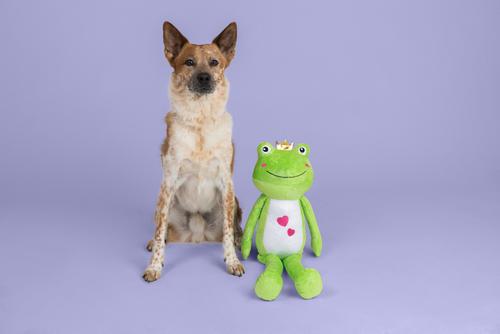 Show full view: Fringe Studio Hop into My Life Plush Dog Toy slide 3 of 3