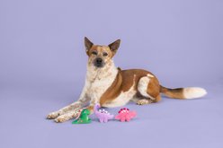 Fringe Studio Saur Much Love Plush Dog Toy Set, 3 count slide 2 of 3