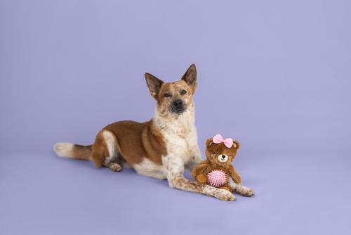 Show full view: Fringe Studio Be My Cuddle Buddy Plush Dog Toy slide 3 of 3