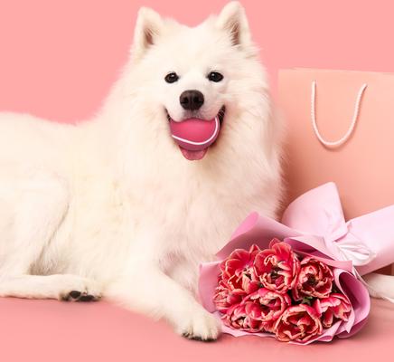 Show full view: Playology Valentine's Box Bundle Red Velvet Scented Chew Dog Toys, Pink, Medium, 2 count slide 3 of 8