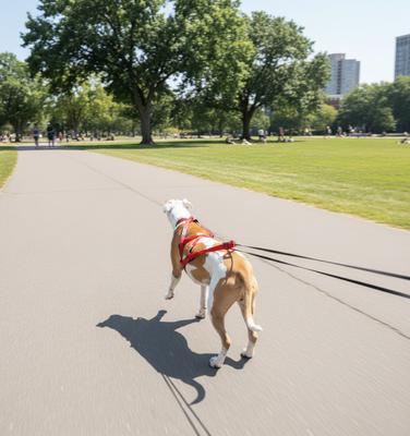 Show full view: Labra Canine Bike & Skijoring Canicross Pulling Reflective Dog Harness, Red, XX-Large slide 4 of 4
