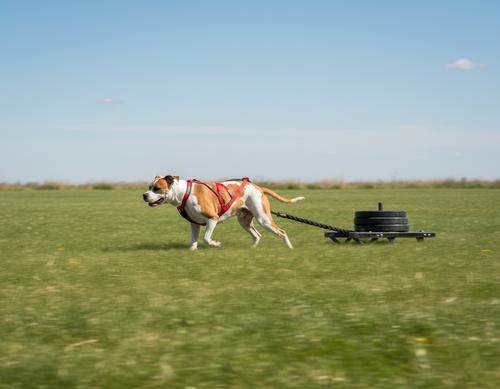 Show full view: Labra Canine Bike & Skijoring Canicross Pulling Reflective Dog Harness, Red, XX-Large slide 3 of 4