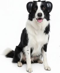 Labra Noise Protection Dog Ear Muffs, Black, Medium