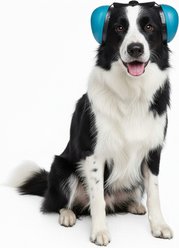 Labra Noise Protection Dog Ear Muffs, Blue, Small