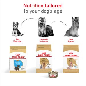 Royal Canin Breed Health Nutrition Yorkshire Terrier Adult Dry Dog Food, 10-lb bag