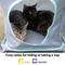 Show in main carousel: Kitty City Outdoor Catio Cat Furniture & Play Kit slide 3 of 12