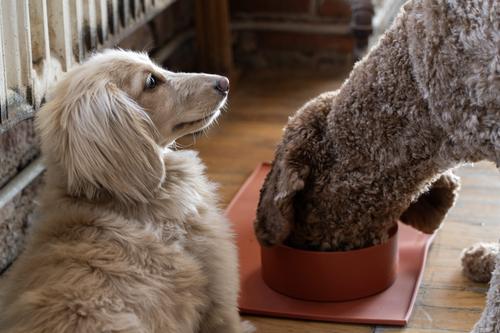 Show full view: ADC Houndstone & Co. Non-Skid Silicone BPA-Free Dog Bowl, Sky Blue, 4.5-cup slide 7 of 9