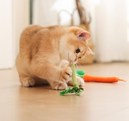 Show full view: Fashion's Talk Silvervine, Carrot, Celery & Coconut Tree Interactive Chew Cat Toy with Catnip, Multicolor, 3 count slide 3 of 3