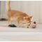 Show in main carousel: Fashion's Talk Owl Silvervine Stick Chew Cat Toy with Catnip, Multicolor, 2 count slide 10 of 10