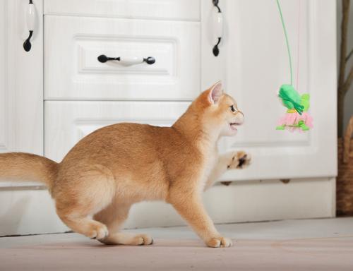 Show full view: Fashion's Talk Adjustable Hanging Frog & Silvervine Gall Fruit Interactive Plush Cat Toy with Catnip, Green, 2 count slide 7 of 9